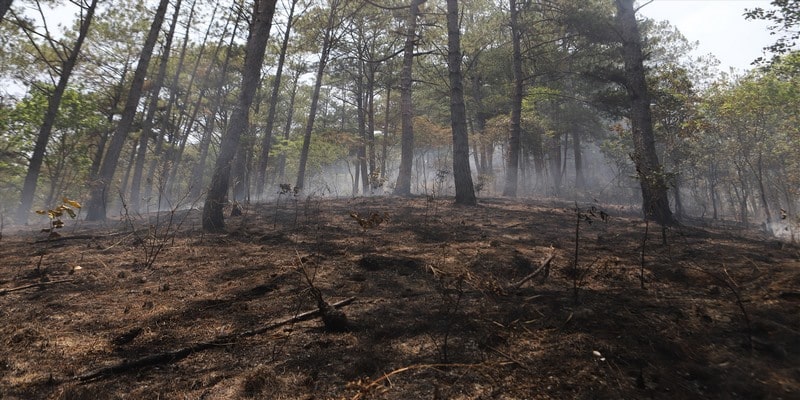 Nguyên nhân rừng thông Đà Lạt bị cháy vẫn chưa xác định
