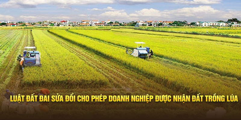Luật Đất đai sửa đổi cho phép doanh nghiệp được nhận đất trồng lúa