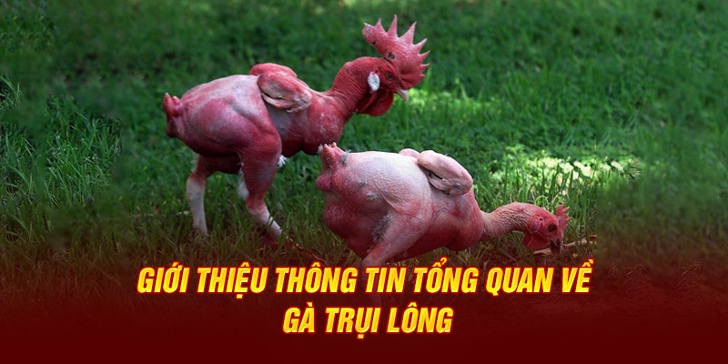 Giới thiệu thông tin tổng quan về gà trụi lông