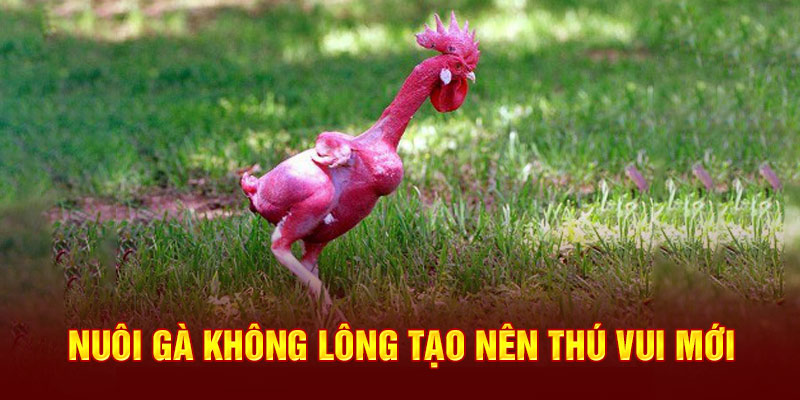 Nuôi gà không lông tạo nên thú vui mới